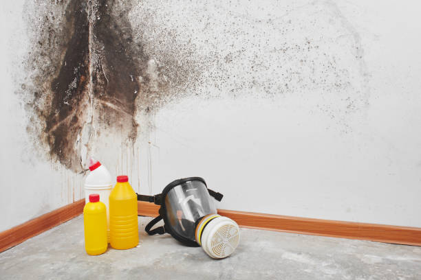 Best Local Mold Removal Service  in Bowdon, GA