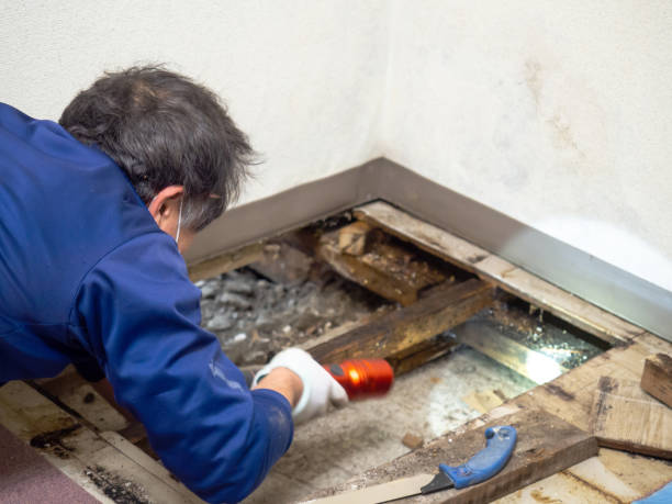 Best Professional Mold Removal  in Bowdon, GA
