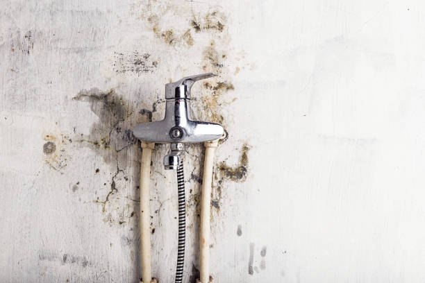Best Mold Cleaning Services  in Bowdon, GA