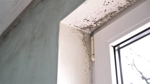 Best Crawl Space Mold Removal  in Bowdon, GA