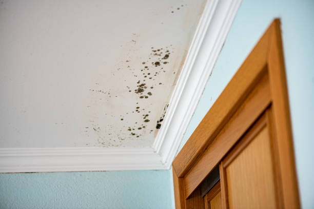 Best Local Mold Removal Service  in Bowdon, GA