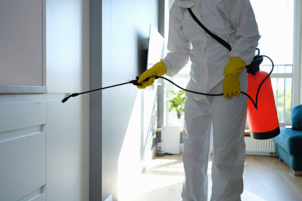 Best Same-Day Mold Removal  in Bowdon, GA