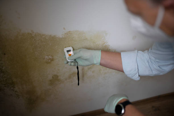 Office Mold Removal Services in Bowdon, GA