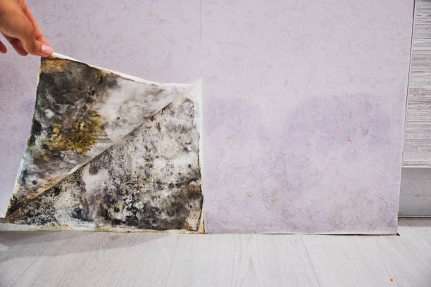 Best Certified Mold Removal  in Bowdon, GA